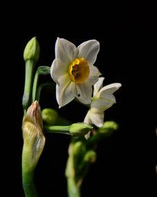 老水仙,岁月沉淀下的经典传奇