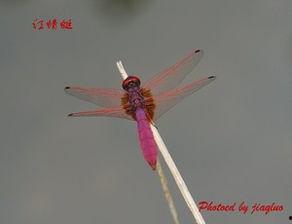 比翼诱惑.天堂之鸟,探寻天堂之鸟的神秘魅力