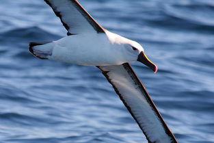 信天翁,探寻神秘海鸟的传奇之旅