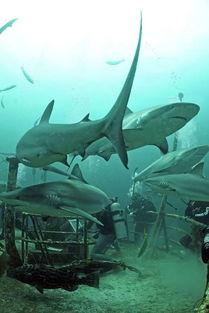 鸟瞰群鲨,鸟瞰海洋霸主壮丽景象